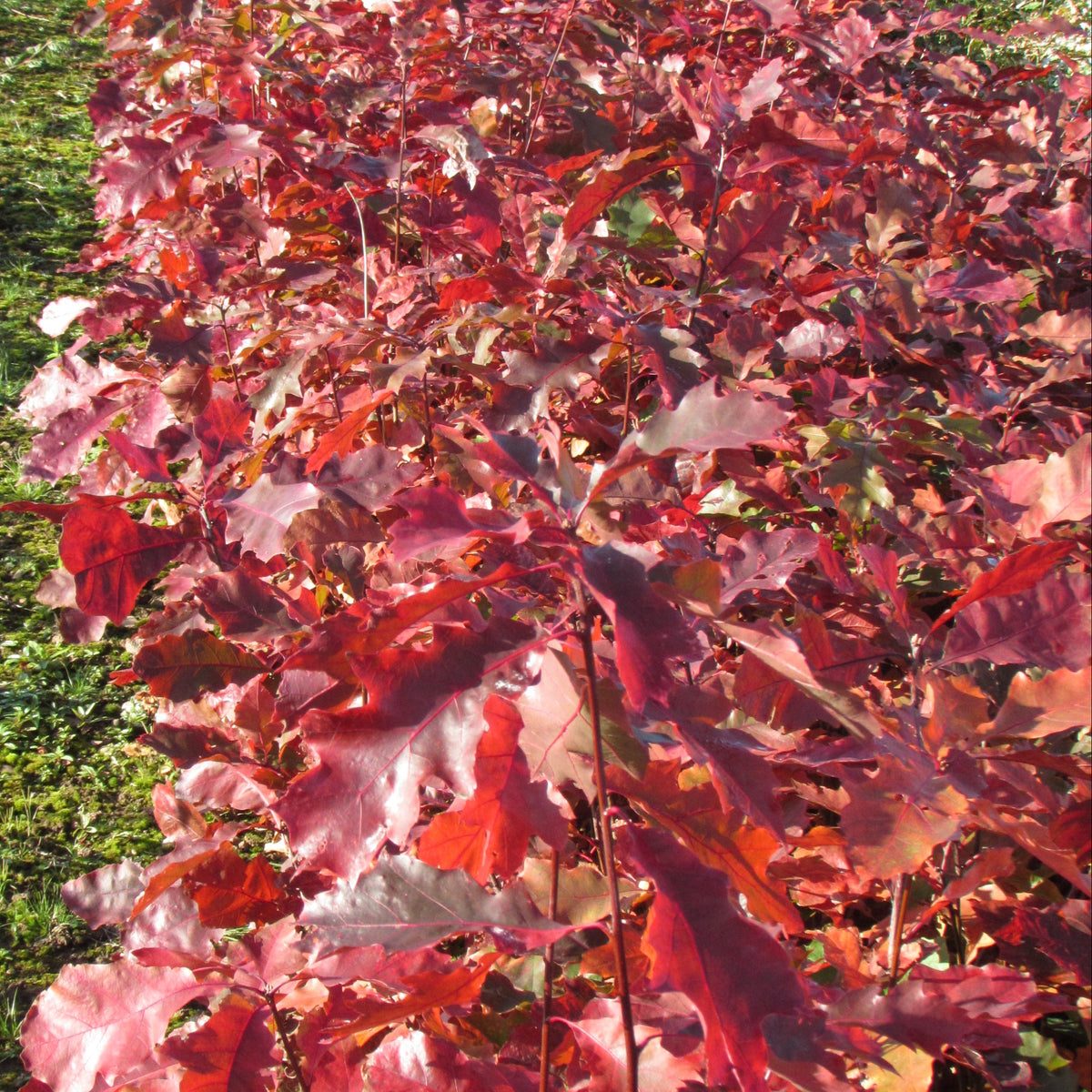 Red Oak (quercus rubra)
