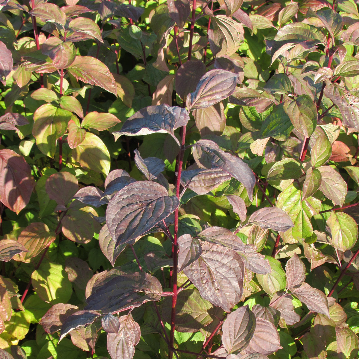 Common Dogwood (cornus sanguinea)