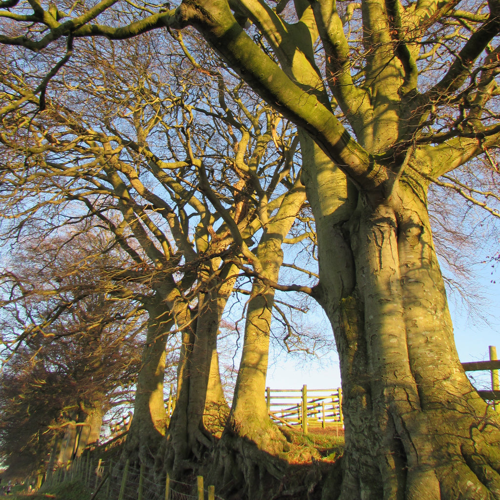 Green Beech (fagus sylvatica)