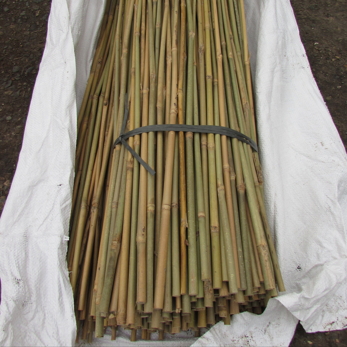 Bamboo Canes