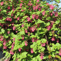 Flowering Currant (ribes sanguineum)
