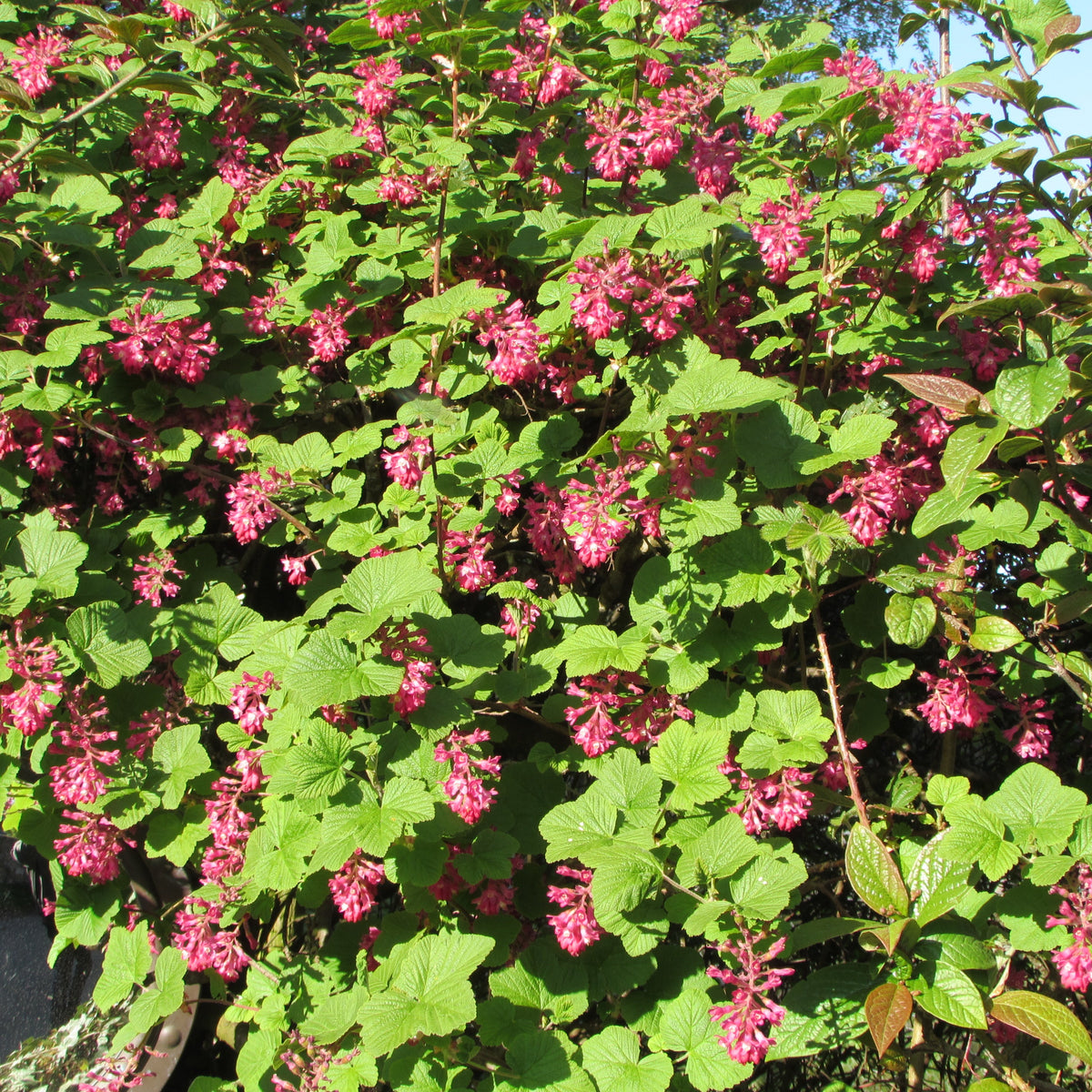Flowering Currant (ribes sanguineum)