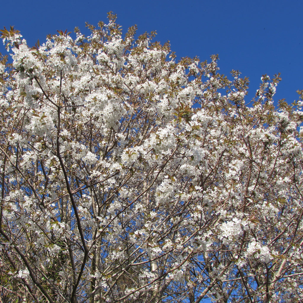 Wild Cherry (prunus avium)
