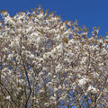 Wild Cherry (prunus avium)