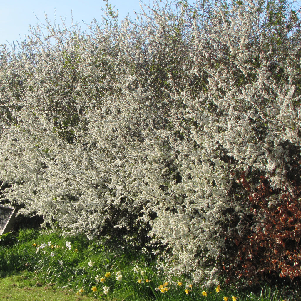 Blackthorn / Sloe (prunus spinosa)