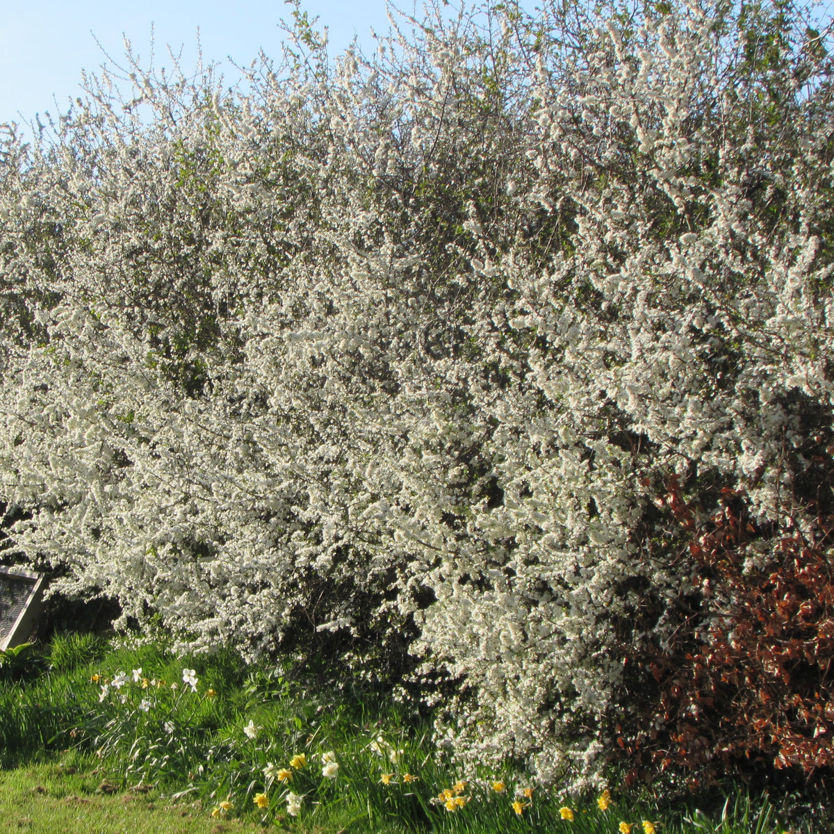 Blackthorn / Sloe (prunus spinosa)