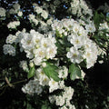 Hawthorn (crataegus monogyna) Feathered Tree