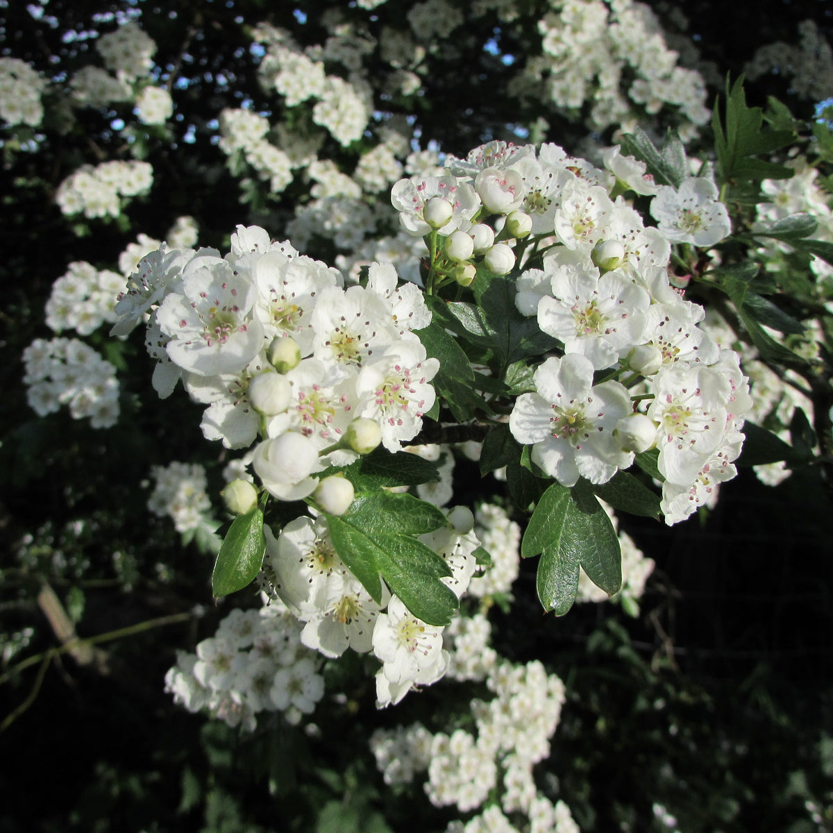 Hawthorn (crataegus monogyna) Feathered Tree