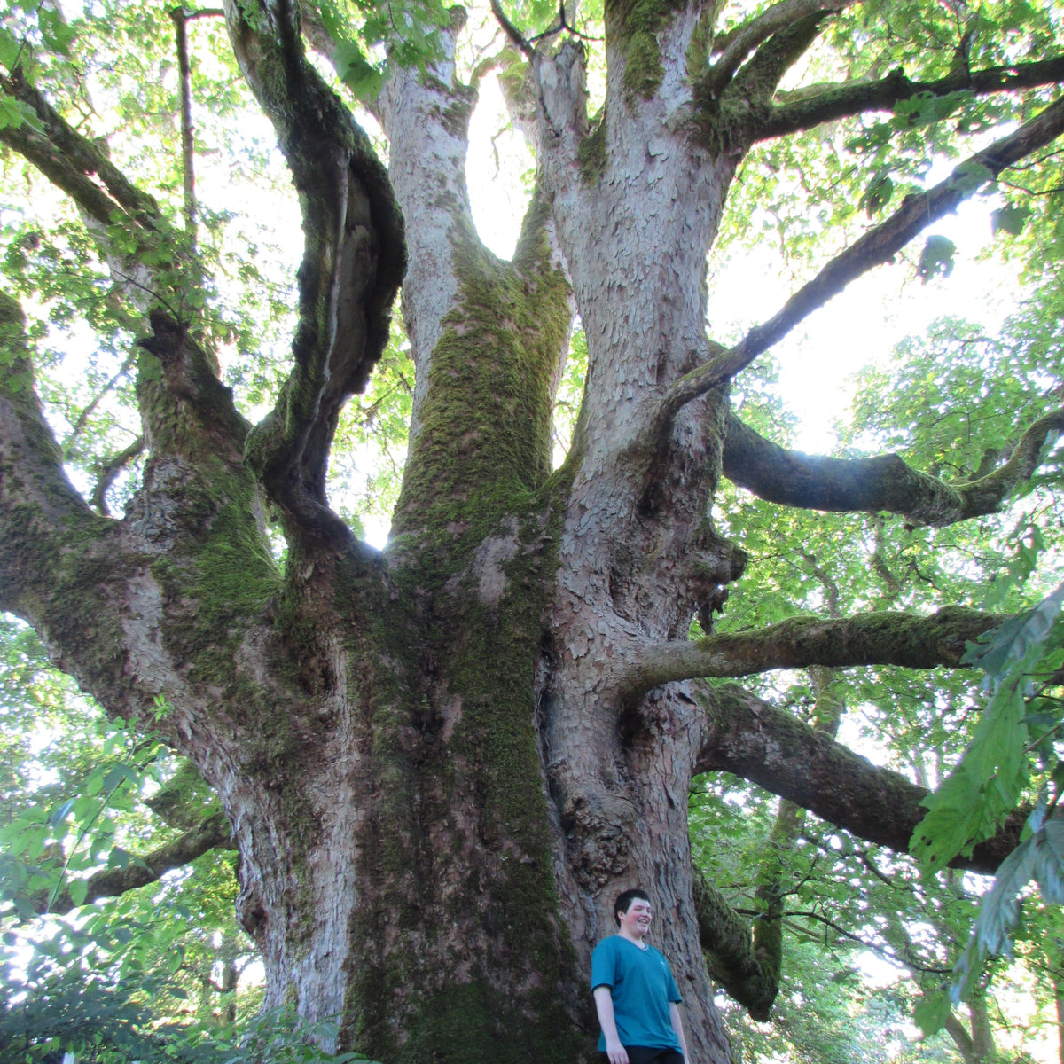 Sycamore (acer-pseudoplatanus)