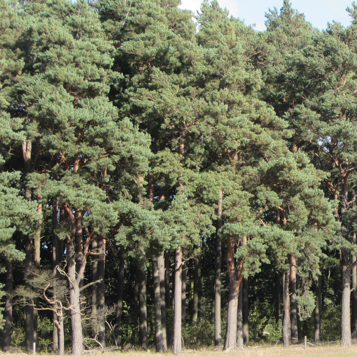 Scots Pine (pinus sylvestris)