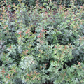 Stewardship Hedging Plants Only