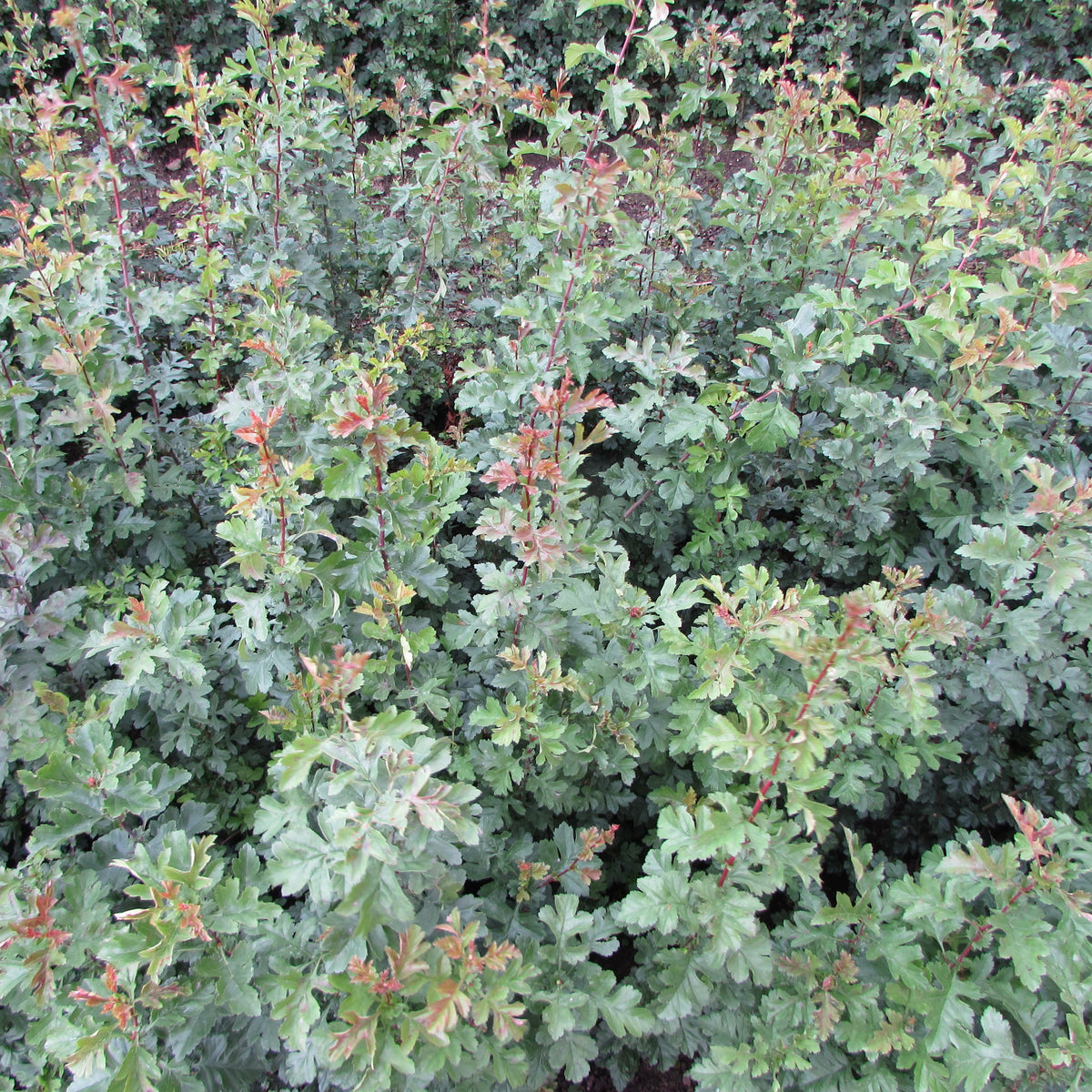 Hawthorn (crataegus monogyna)