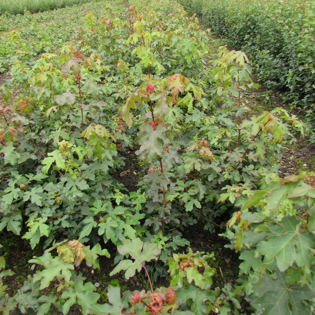 Field Maple (acer campestre)