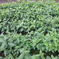Purging Buckthorn (rhamnus cathartica)