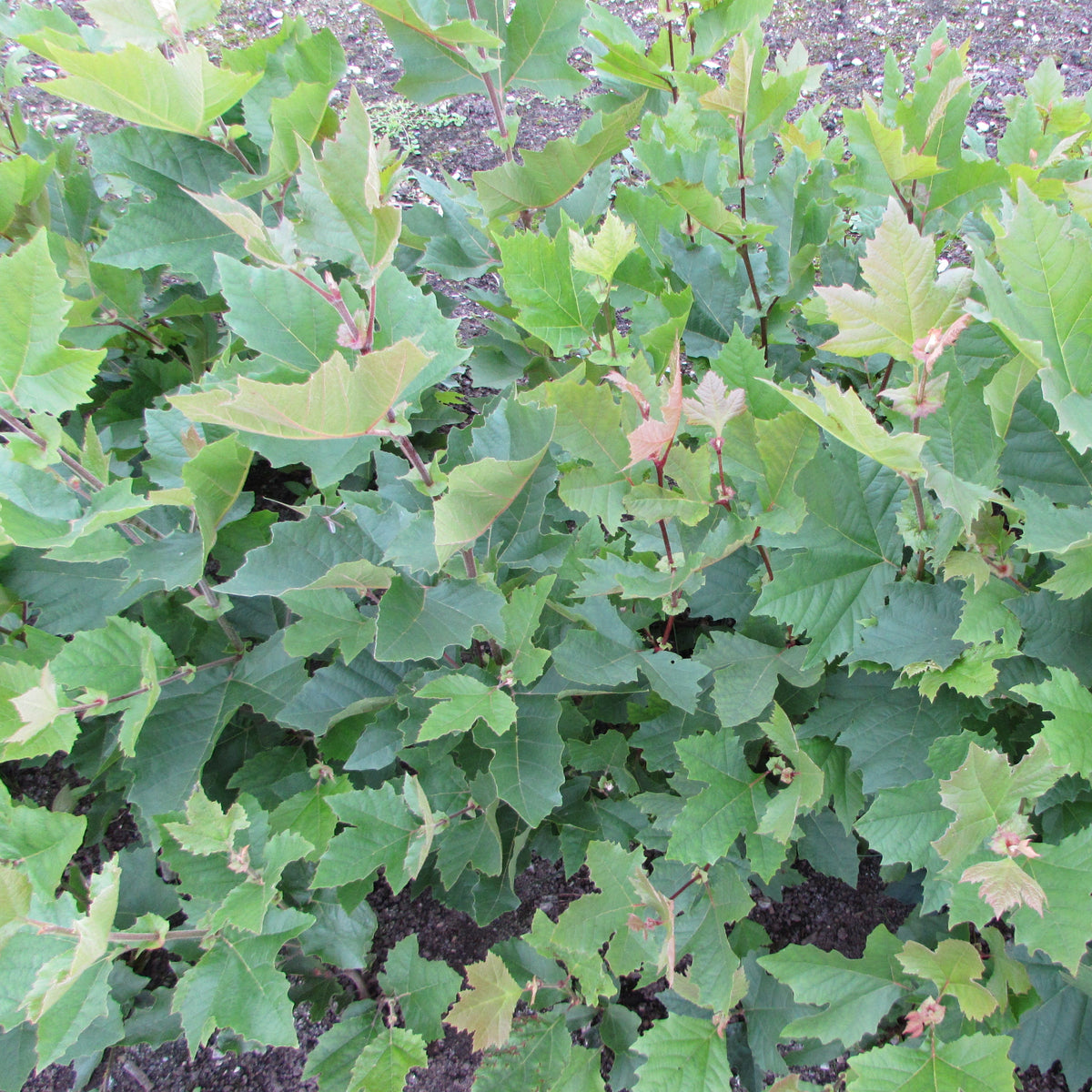 London Plane (platanus x acerifolia)