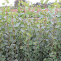 Lombardy Poplar (populus nigra 'italica')