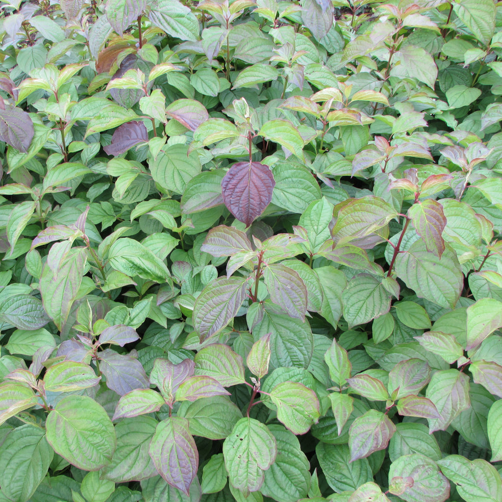 Common Dogwood (cornus sanguinea)
