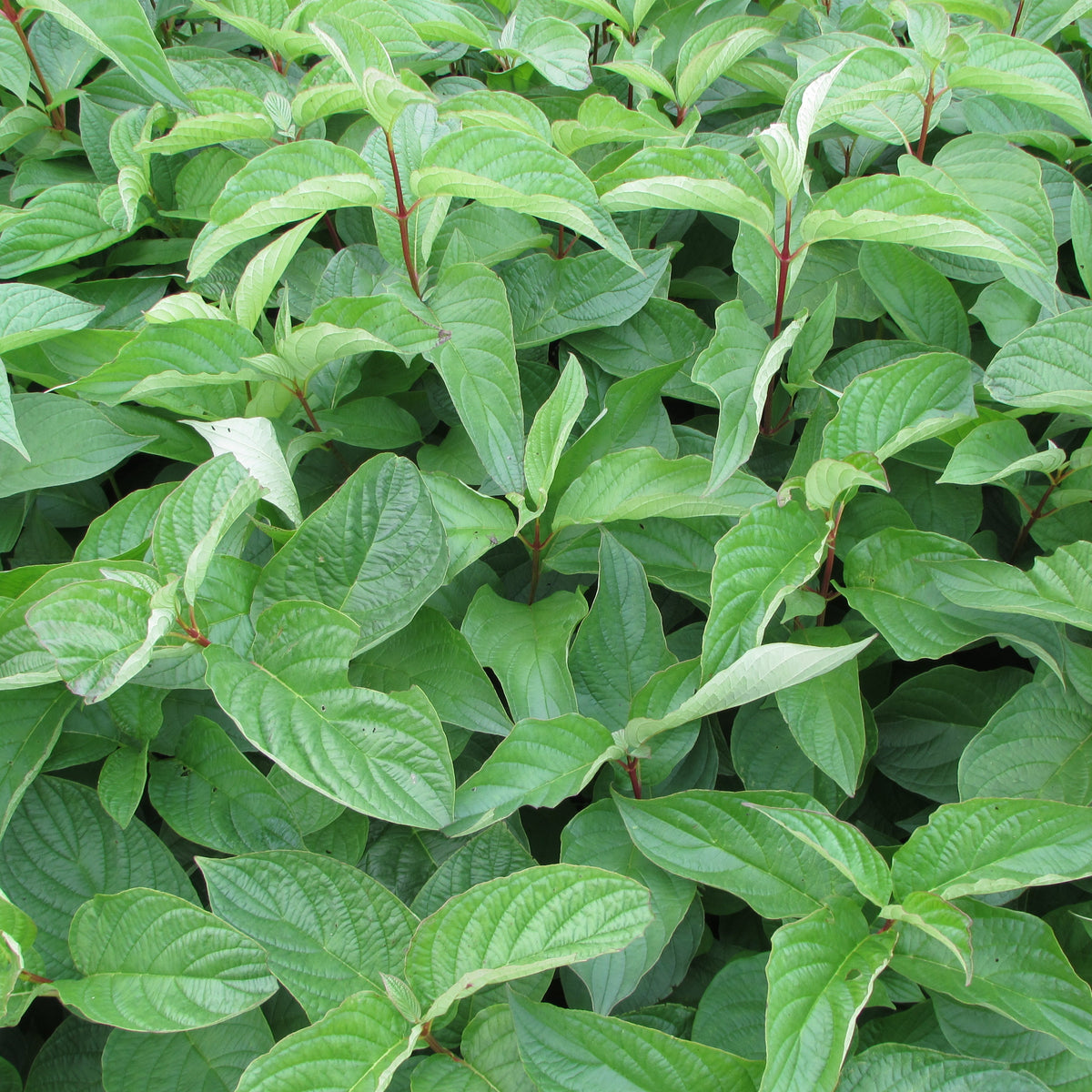 Red Barked Dogwood (cornus alba)