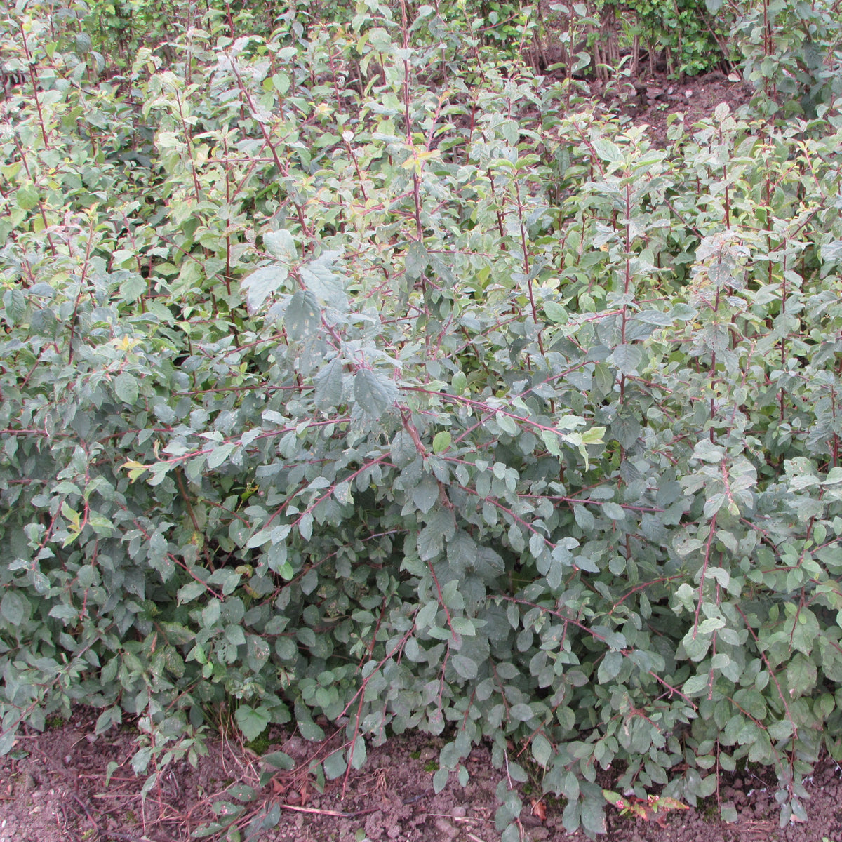 Blackthorn / Sloe (prunus spinosa)