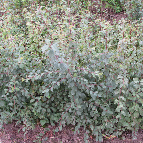 Blackthorn / Sloe (prunus spinosa)