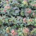 Norway Maple (acer platanoides)