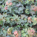 Norway Maple (acer platanoides) Feathered Tree