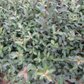 Grey Willow (salix cineria)
