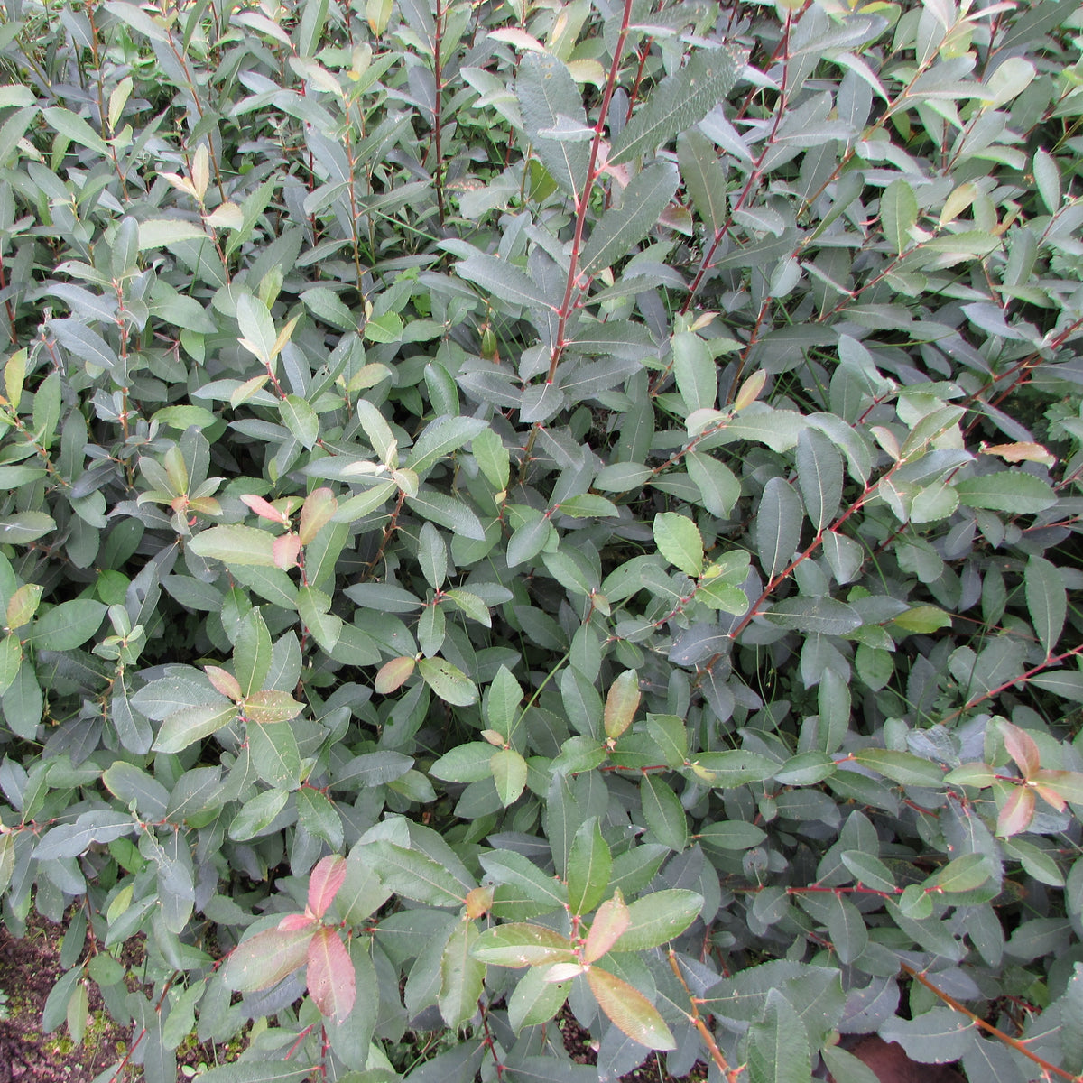 Grey Willow (salix cineria)