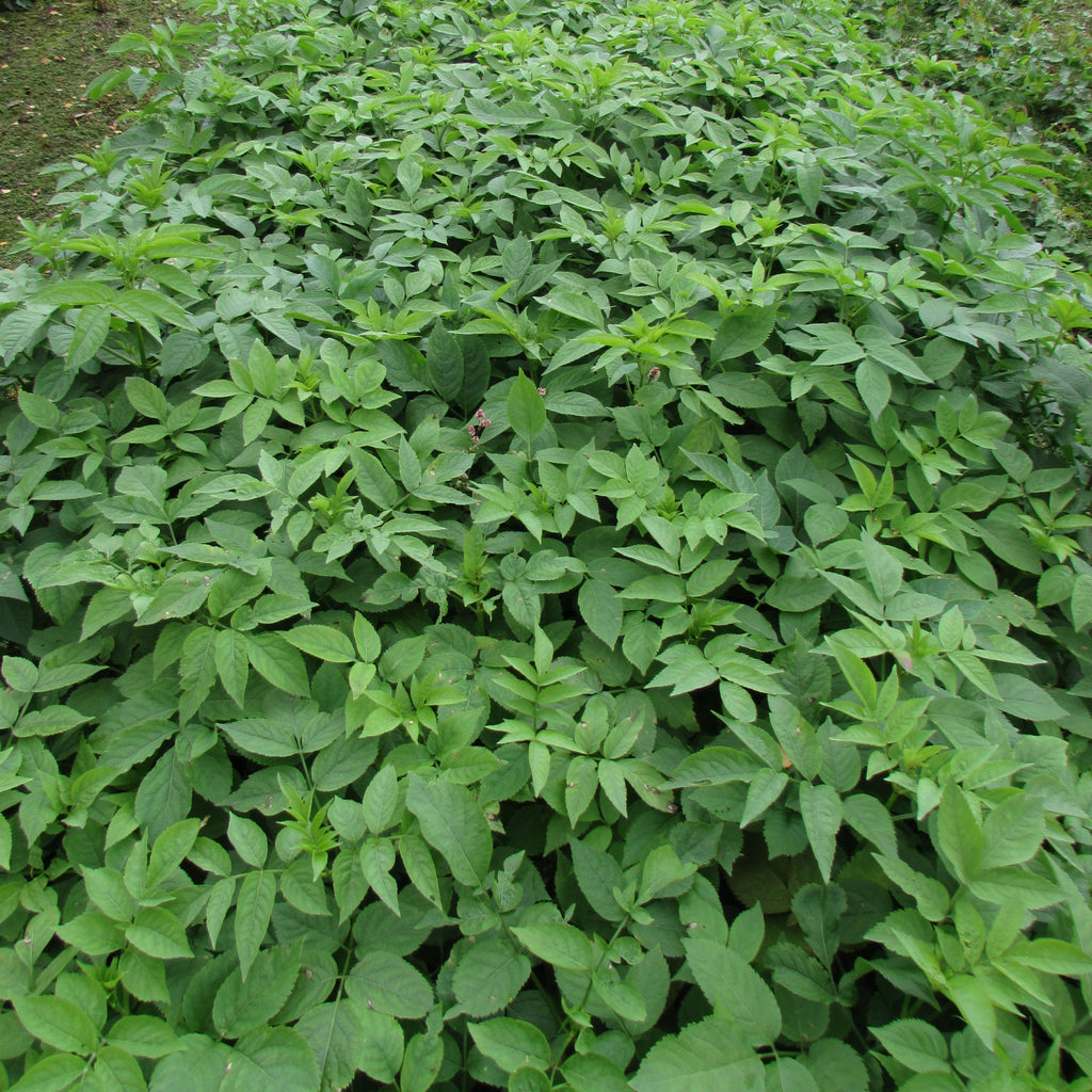 Elderberry (sambucus niga)