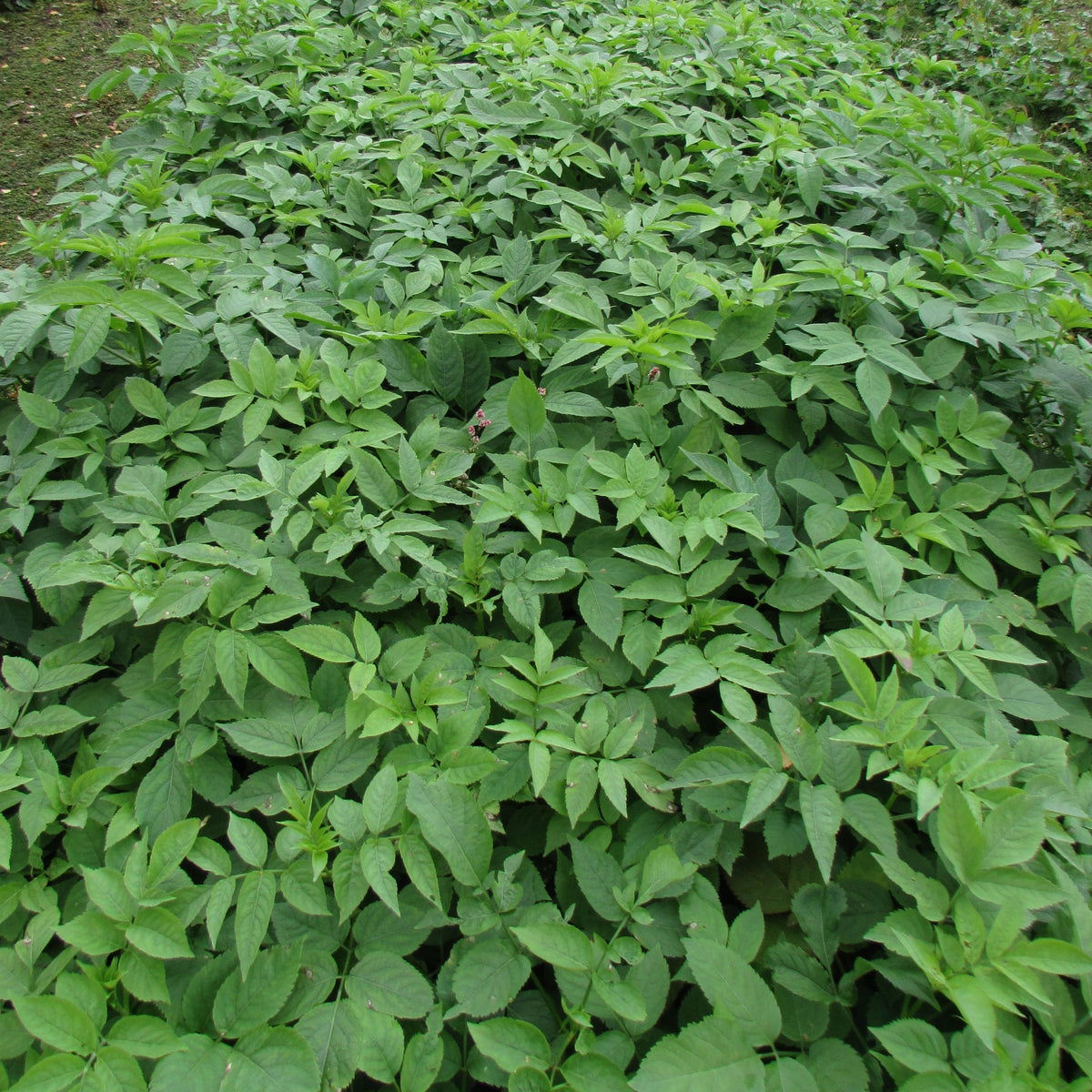 Elderberry (sambucus niga)