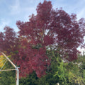 Manna Ash (fraxinus ornus)