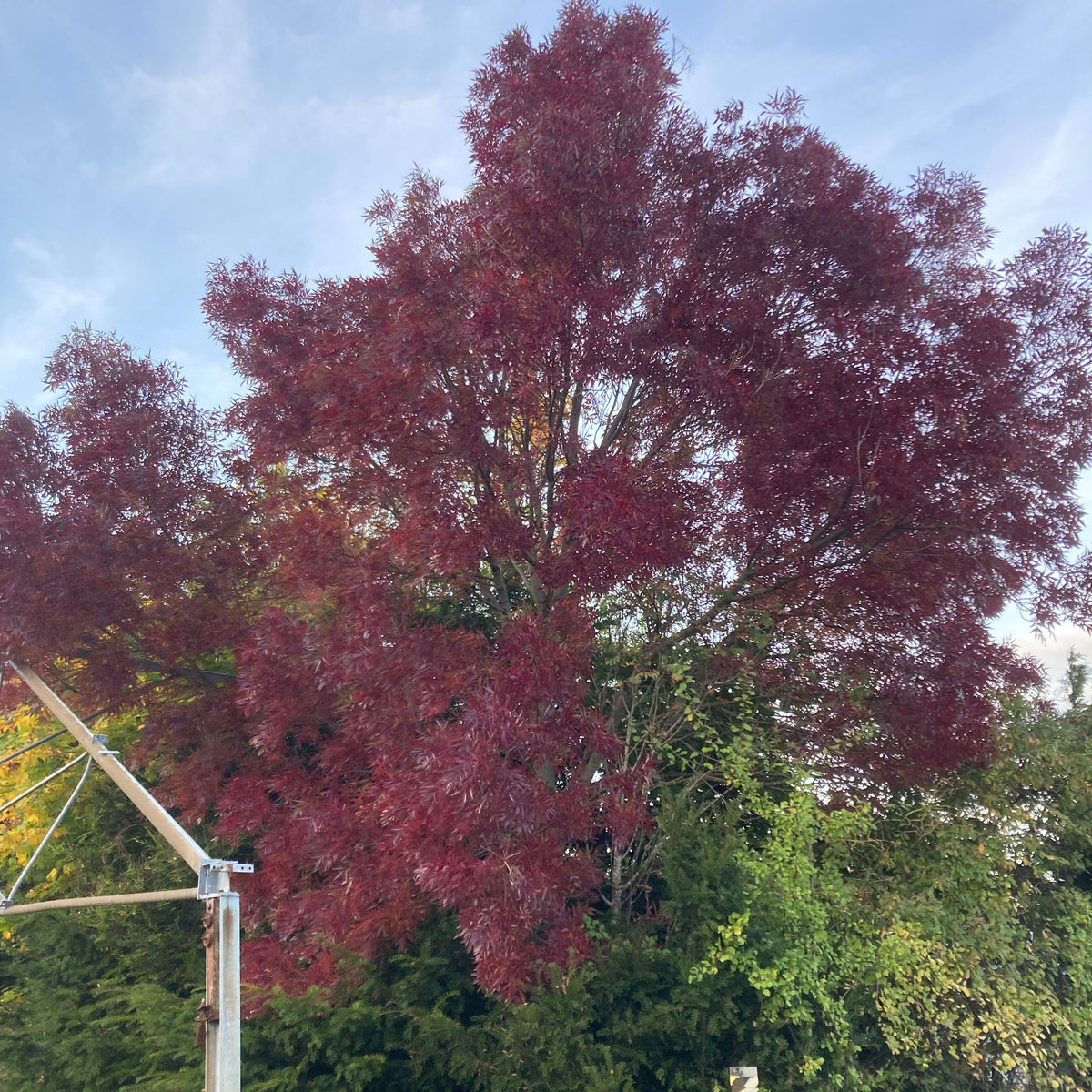 Manna Ash (fraxinus ornus)