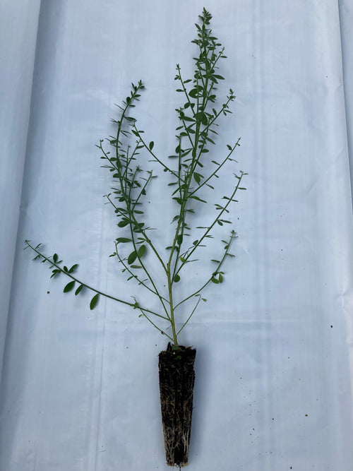 Broom (cytissus scoparius)