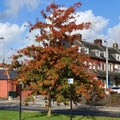 Pin Oak (quercus palustris)