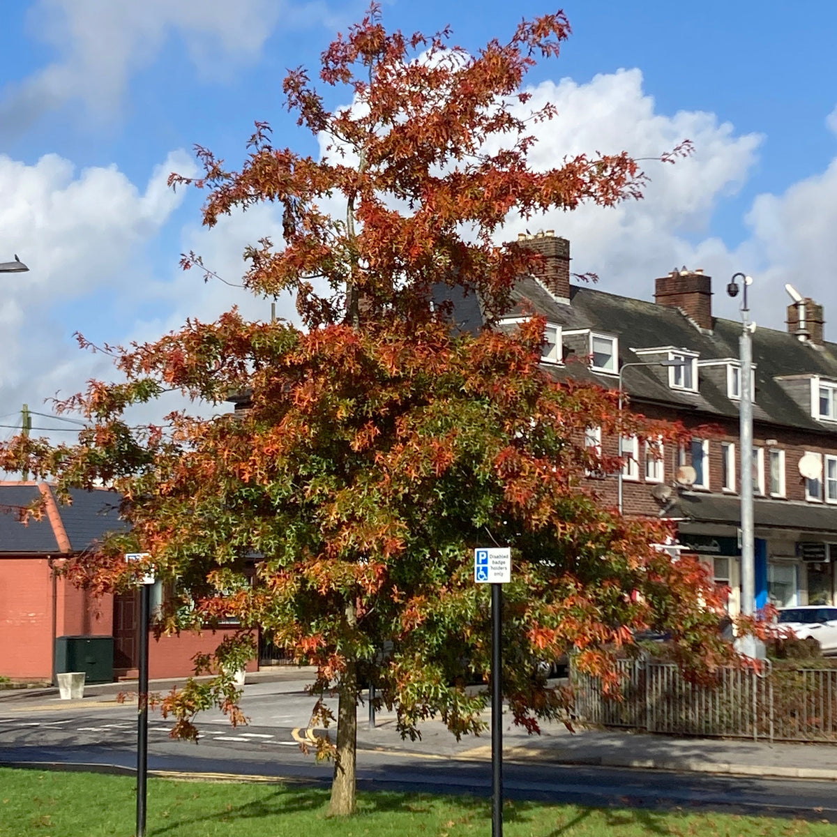 Pin Oak (quercus palustris)