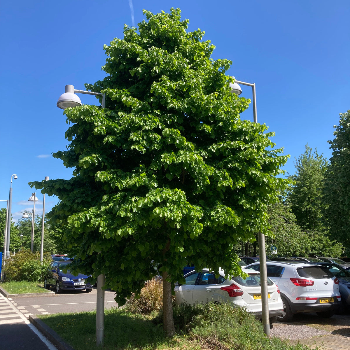 Turkish Hazel (corylus colurna)