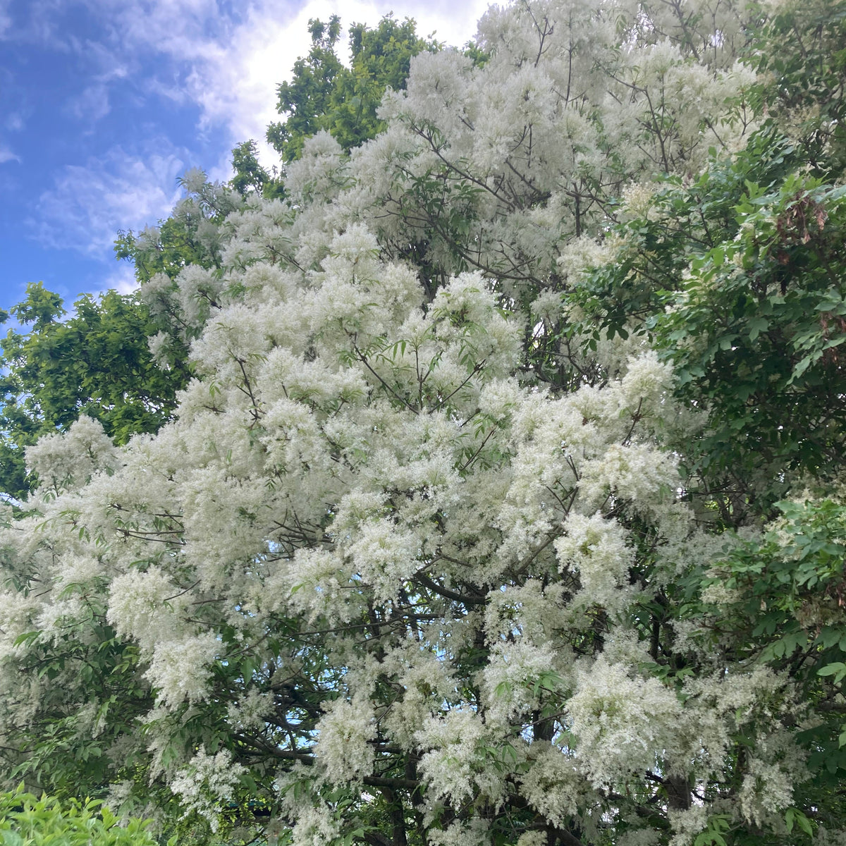 Manna Ash (fraxinus ornus)