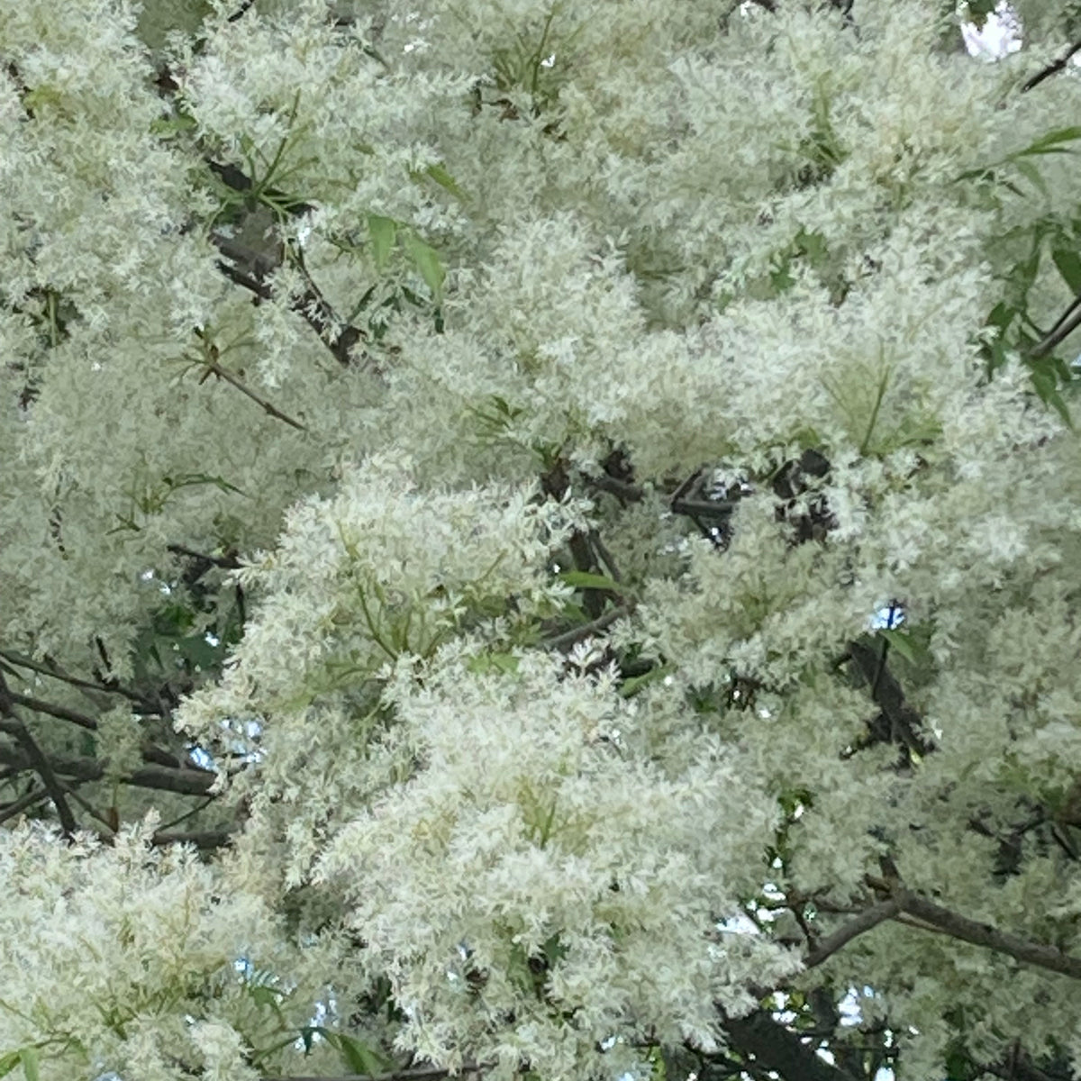 Manna Ash (fraxinus ornus)