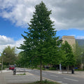 Turkish Hazel (corylus colurna) Feathered Tree