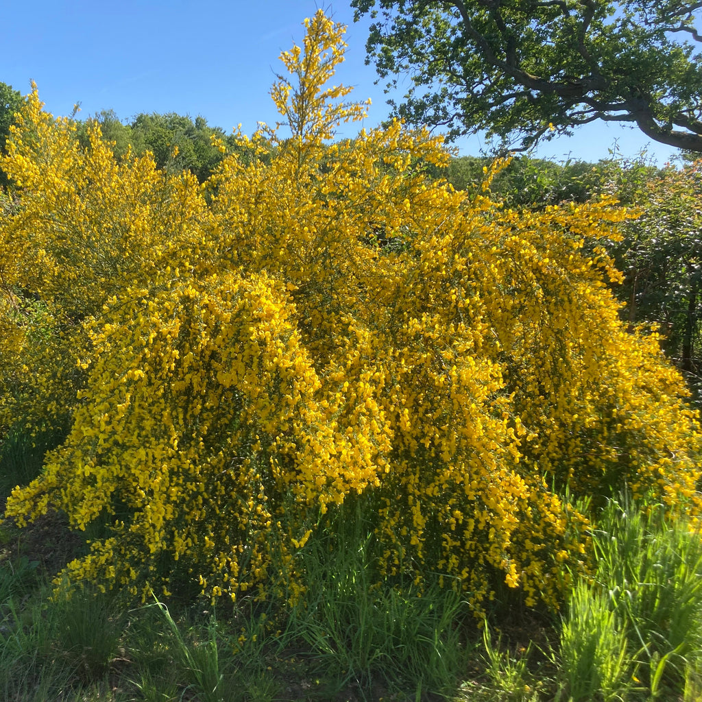 Broom (cytissus scoparius)