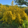 Broom (cytissus scoparius)