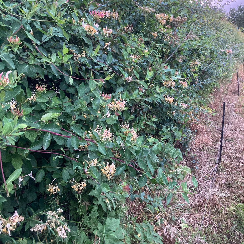 Honeysuckle (lonicera periclymenum)
