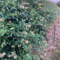 Honeysuckle (lonicera periclymenum)