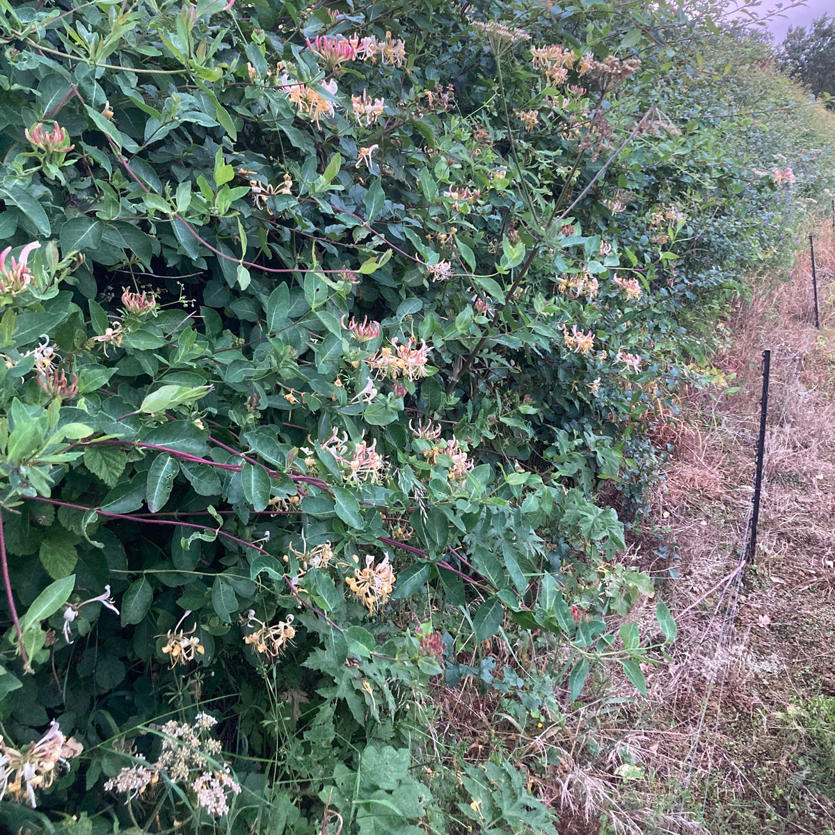 Honeysuckle (lonicera periclymenum)