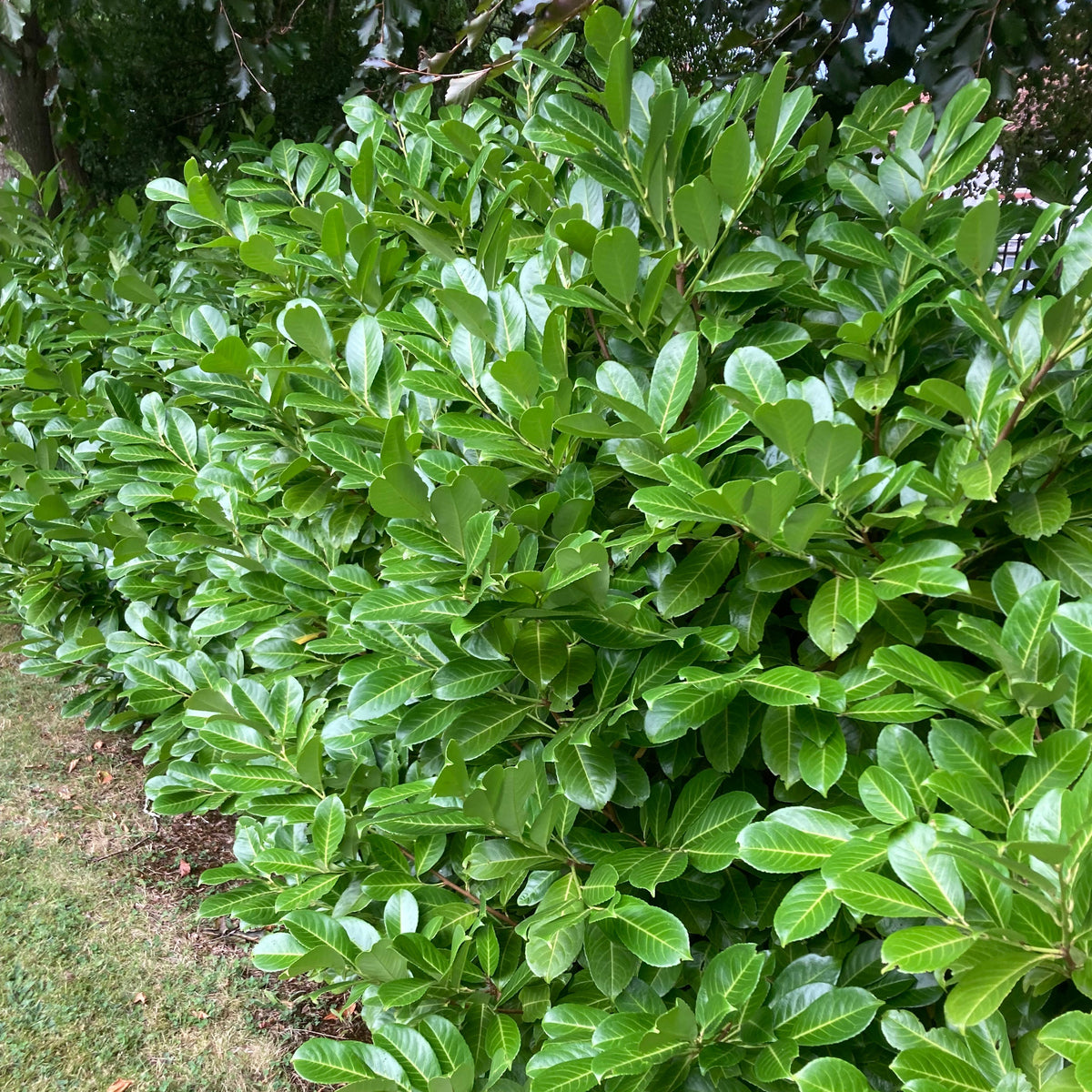 Laurel (prunus laurocerasus)
