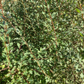 Eared Willow (salix aurita)