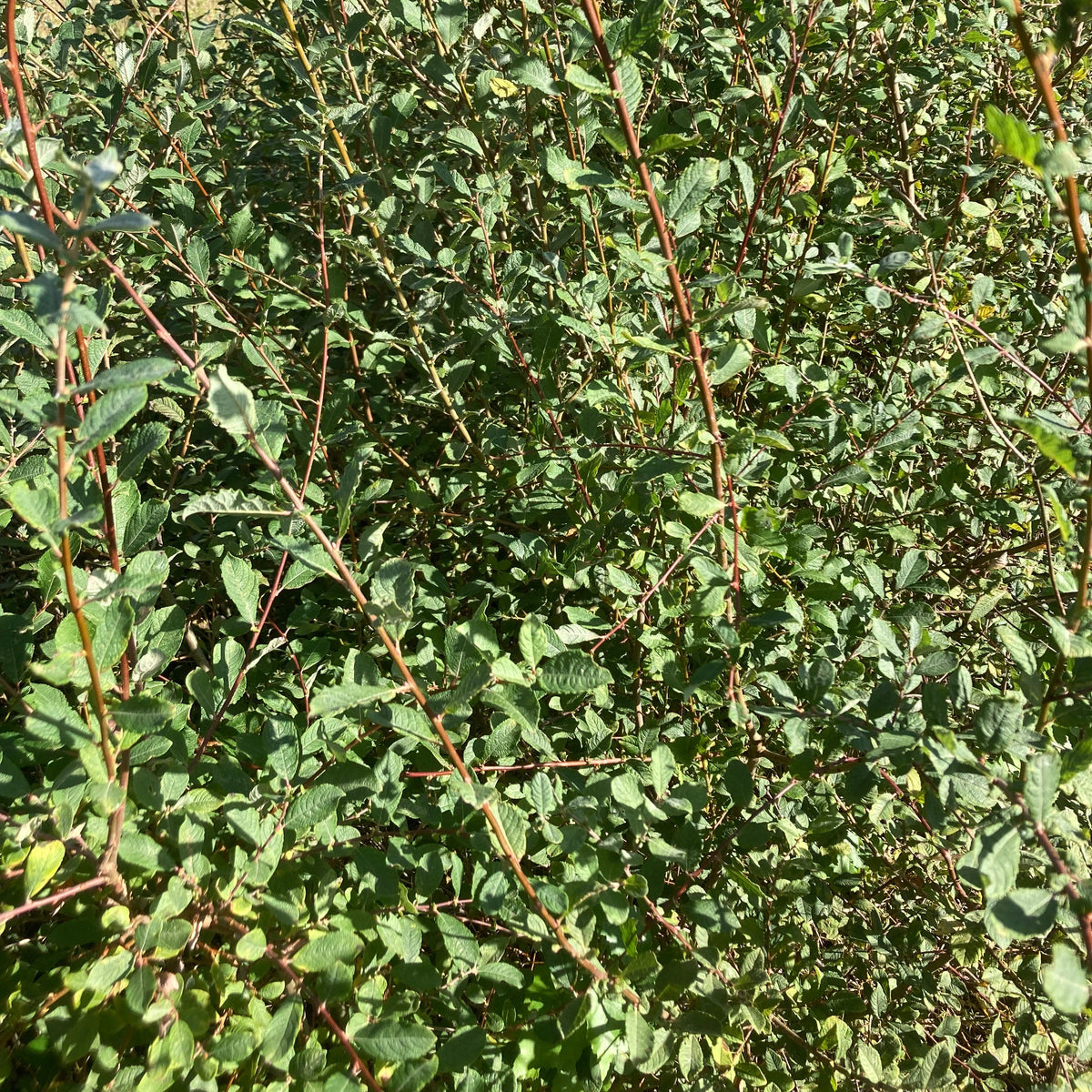 Eared Willow (salix aurita)