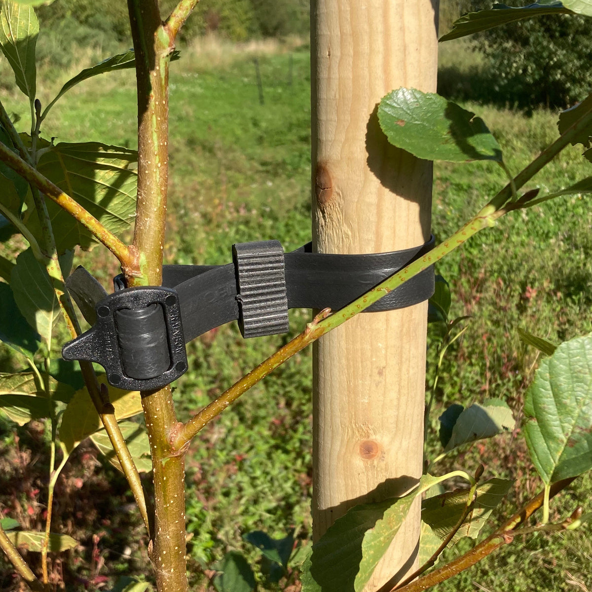 Buckle Tree Ties