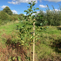 Machine Rounded Tree Stakes