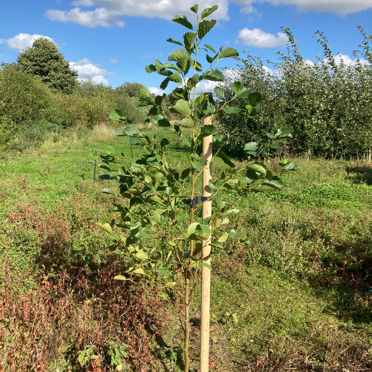 Machine Rounded Tree Stakes